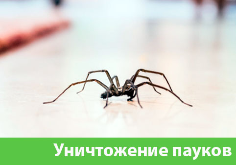 Избавиться от пауков в городе Димитровград