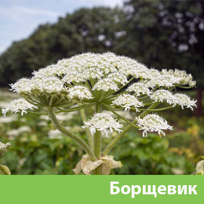Борщевик в Димитровграде