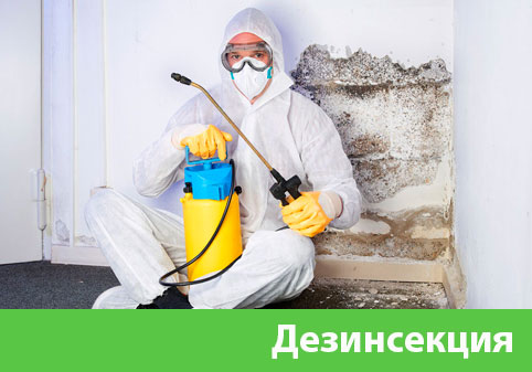 Дезинсекция в городе Димитровград