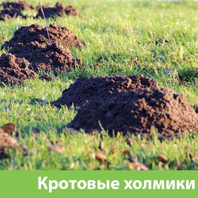 Кроты на участке в Димитровграде