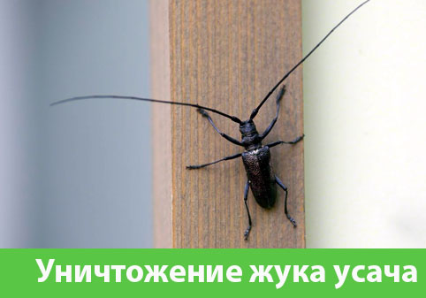 Обработка от жука усача в городе Димитровград