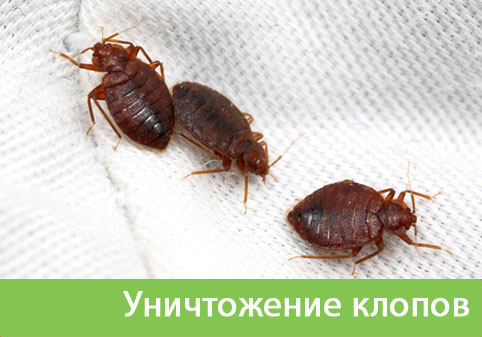 Уничтожение клопов в городе Димитровград