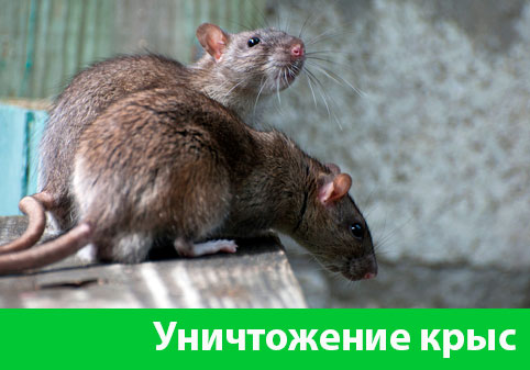 Уничтожение крыс в городе Димитровград