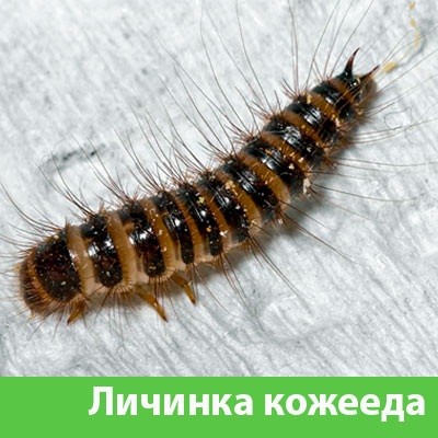 Личинка Кожееда в Димитровграде