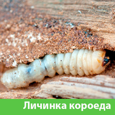 Уничтожение личинок короеда в Димитровграде