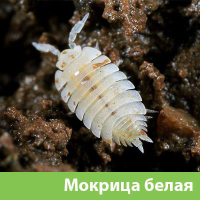 Мокрица в Димитровграде фото