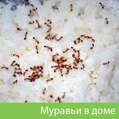 Муравьи в доме в Димитровграде