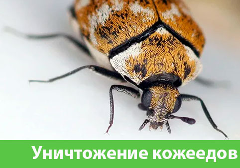 Обработка от кожееда в городе Димитровград 