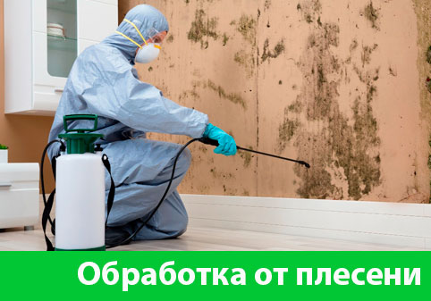 Обработка от плесени в городе Димитровград
