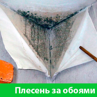 Удаление плесени в Димитровграде