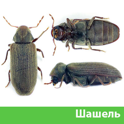 Обработка от шашеля в городе Димитровград