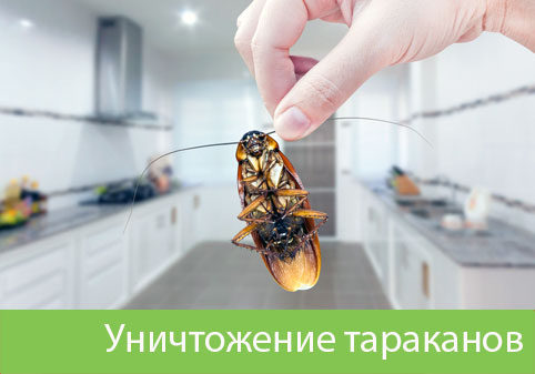 Уничтожение тараканов в городе Димитровград