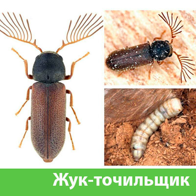 Уничтожение точильщика и личинок в Димитровграде