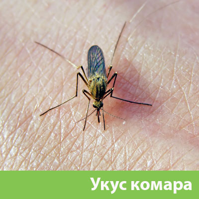 Укусы комаров в Димитровграде