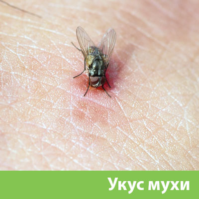 Уничтожение мух в Димитровграде