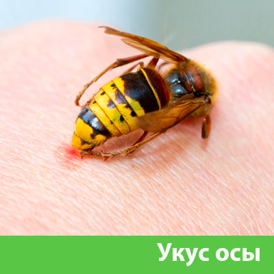 Профессиональное уничтожение ос и шершней в Димитровграде