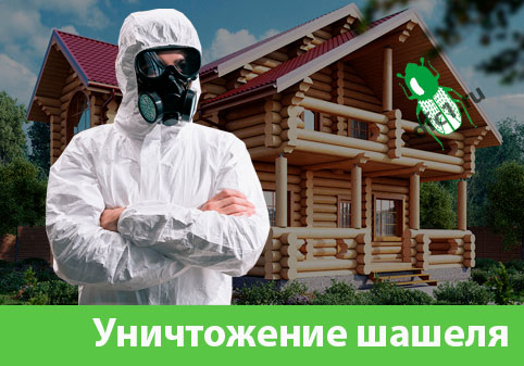 Уничтожение шашеля и личинок в Димитровграде