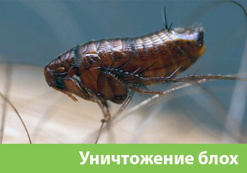 Уничтожение блох в городе Димитровград