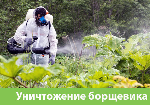 Уничтожение Борщевика в городе Димитровград