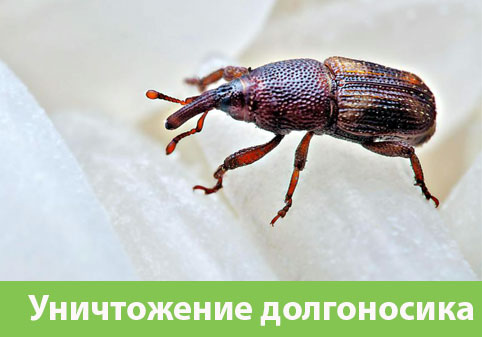 Уничтожение долгоносиков в городе Димитровград