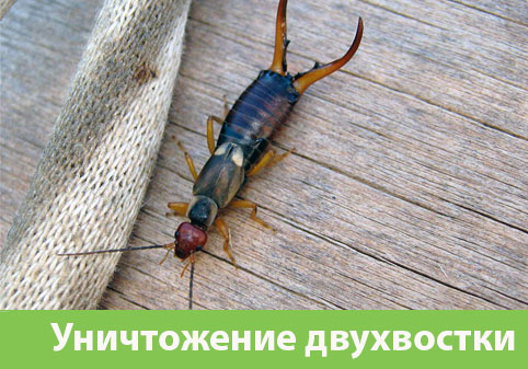 Уничтожение двухвостки в городе Димитровград