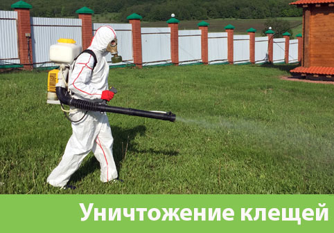 Уничтожение клещей в городе Димитровград