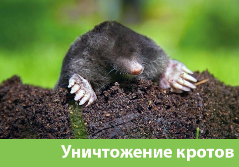 Уничтожение кротов в городе Димитровград