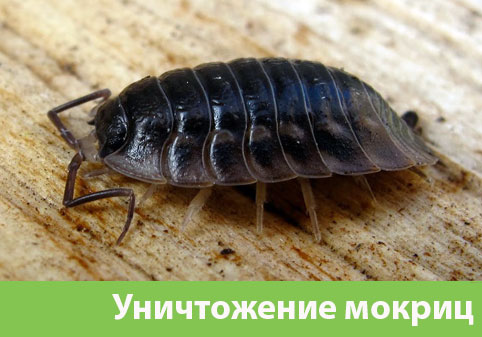 Мокрицы в квартире в городе Димитровград