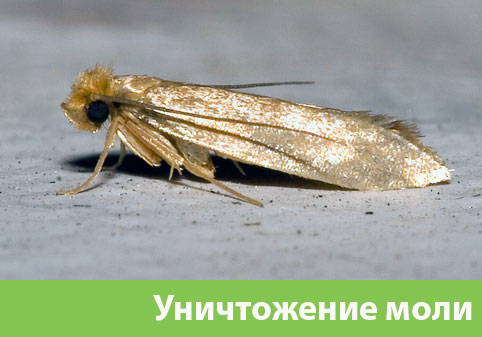 Уничтожение моли в городе Димитровград 