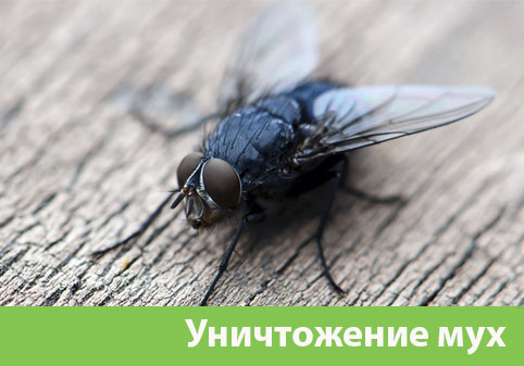 Уничтожение мух в городе Димитровград