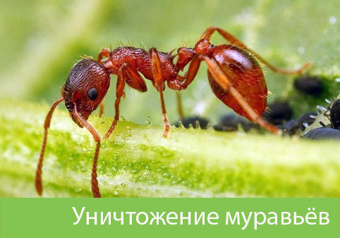 Уничтожение муравьёв в городе Димитровград
