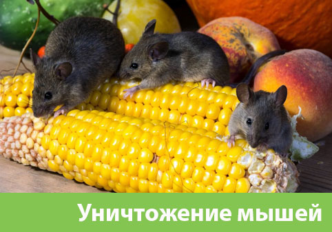 Уничтожение мышей в Димитровграде
