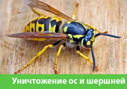 Уничтожение ос и шершней в городе Димитровград