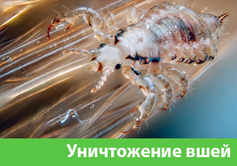 Уничтожение вшей в городе Димитровград